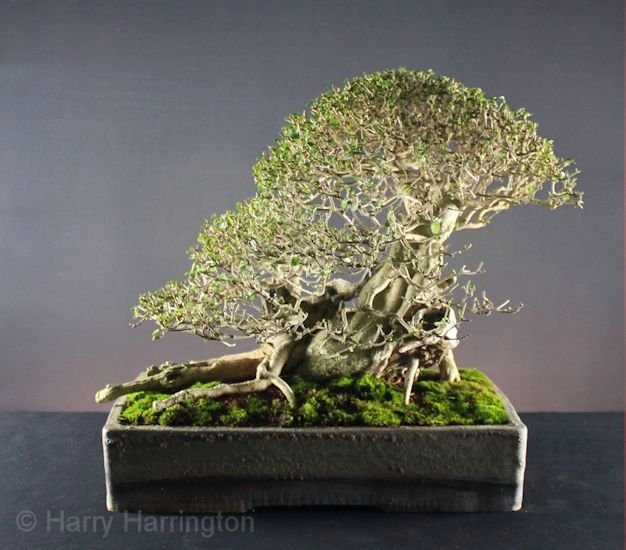 privet bonsai